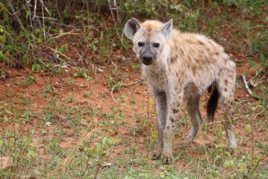 Tuepfelhyaene / Benekli hyaena / Crocuta crocuta