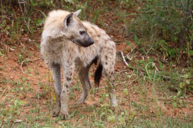 Tuepfelhyaene / Benekli hyaena / Crocuta crocuta