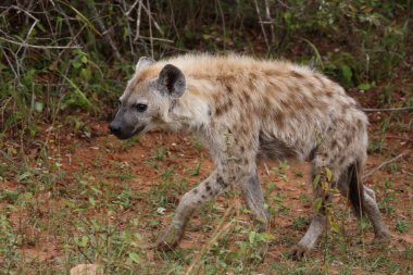 Tuepfelhyaene / Benekli hyaena / Crocuta crocuta