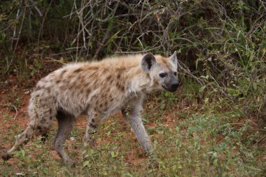 Tuepfelhyaene / Benekli hyaena / Crocuta crocuta