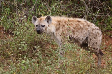 Tuepfelhyaene / Benekli hyaena / Crocuta crocuta