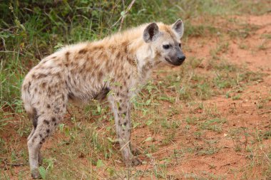 Tuepfelhyaene / Benekli hyaena / Crocuta crocuta