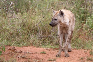 Tuepfelhyaene / Benekli hyaena / Crocuta crocuta
