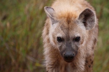 Tuepfelhyaene / Benekli hyaena / Crocuta crocuta