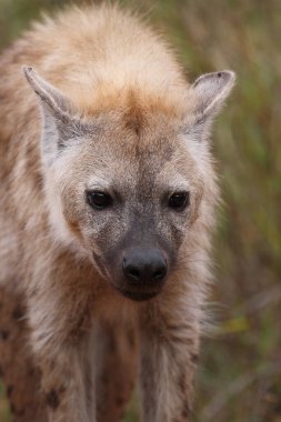 Tuepfelhyaene / Benekli hyaena / Crocuta crocuta