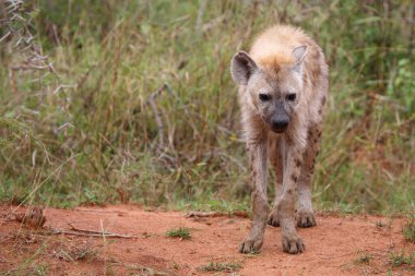Tuepfelhyaene / Benekli hyaena / Crocuta crocuta