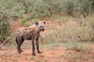 Tuepfelhyaene / Benekli hyaena / Crocuta crocuta