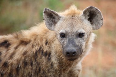 Tuepfelhyaene / Benekli hyaena / Crocuta crocuta