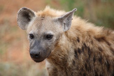 Tuepfelhyaene / Benekli hyaena / Crocuta crocuta