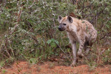 Tuepfelhyaene / Benekli hyaena / Crocuta crocuta