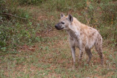 Tuepfelhyaene / Benekli hyaena / Crocuta crocuta