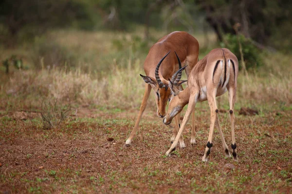 Schwarzfersenantilope Impala Aepyceros Melampus — Fotografia de Stock