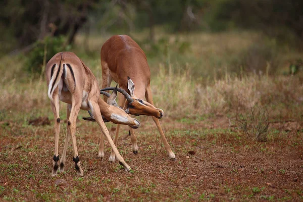 Schwarzfersenantilope Impala Aepyceros Melampus — Fotografia de Stock