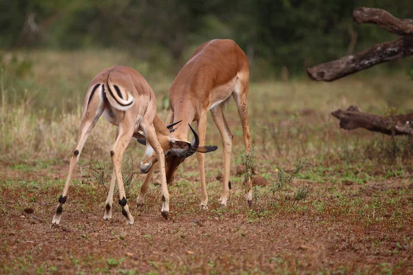 Schwarzfersenantilope Impala Aepyceros Melampus — Stock fotografie