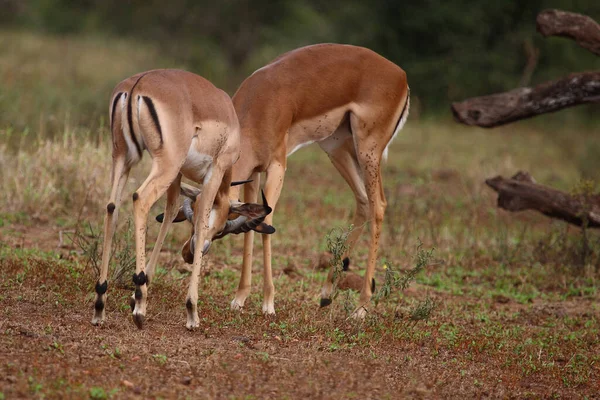 Schwarzfersenantilope Impala Aepyceros Melampus — Zdjęcie stockowe