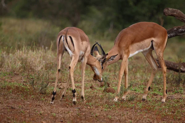 Schwarzfersenantilope Impala Aepyceros Melampus — Fotografia de Stock