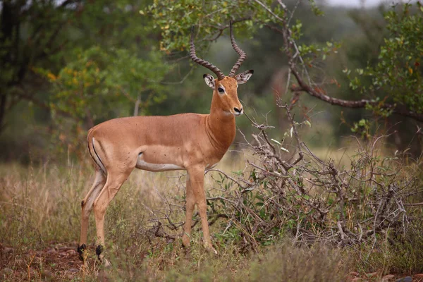 Schwarzfersenantilope Impala Aepyceros Melampus — Stockfoto