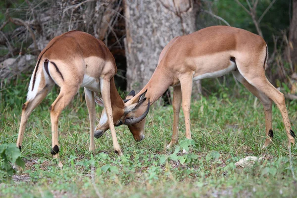 Schwarzfersenantilope Impala Aepyceros Melampus —  Fotos de Stock