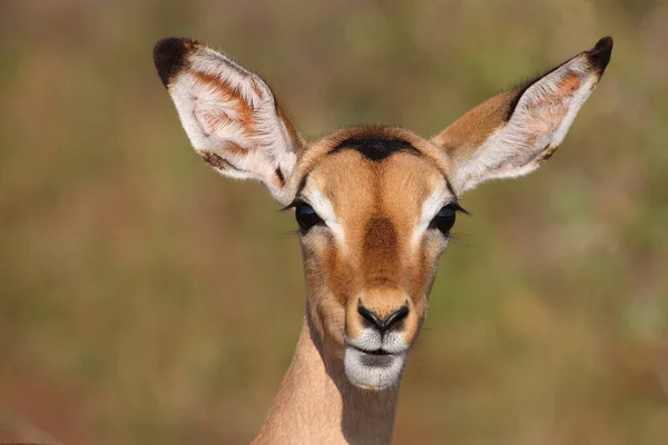 Schwarzfersenantilope Impala Aepyceros Melampus — Φωτογραφία Αρχείου