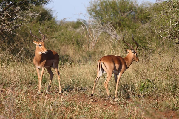 Schwarzfersenantilope Impala Aepyceros Melampus — Stock Fotó