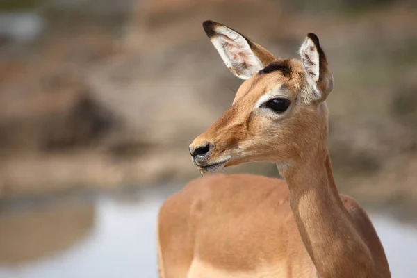 Schwarzfersenantilope Impala Aepyceros Melampus — Stock fotografie