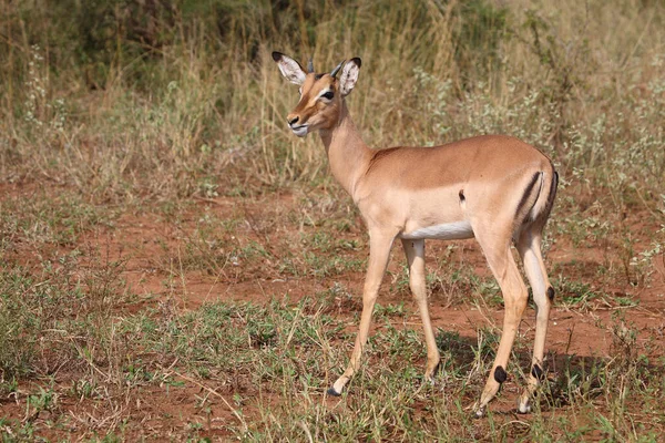 Schwarzfersenantilope Impala Aepyceros Melampus — Stok fotoğraf