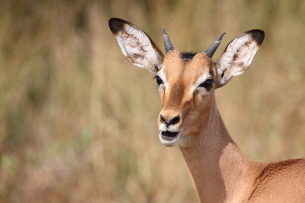 Schwarzfersenantilope / Impala / Aepyceros melampus