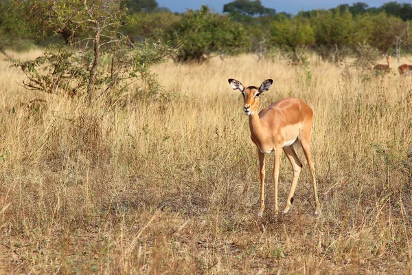 Schwarzfersenantilope Impala Aepyceros Melampus — 图库照片