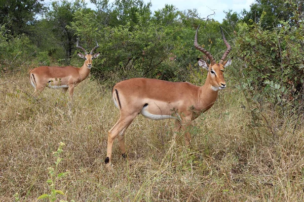 Schwarzfersenantilope Impala Aepyceros Melampus — Stockfoto