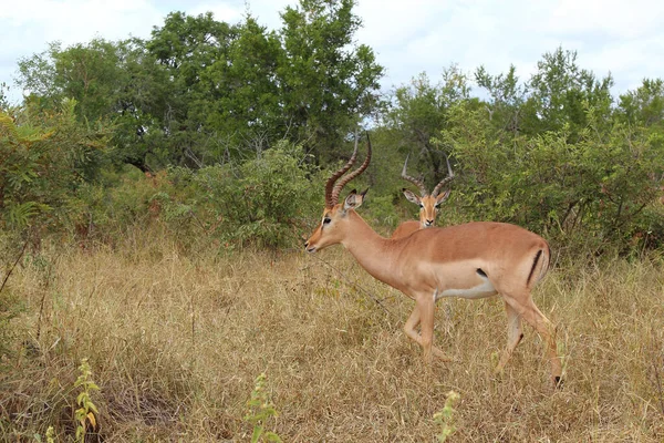 Schwarzfersenantilope Impala Aepyceros Melampus — 스톡 사진