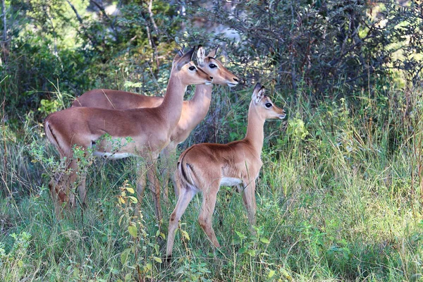 Schwarzfersenantilope Impala Aepyceros Melampus — Stock fotografie