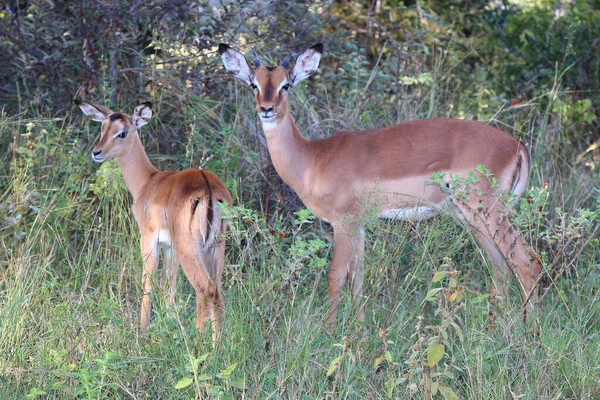 Schwarzfersenantilope Impala Aepyceros Melampus — Stock fotografie
