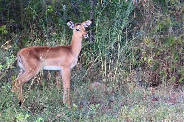 Schwarzfersenantilope Impala Aepyceros Melampus — Stok fotoğraf
