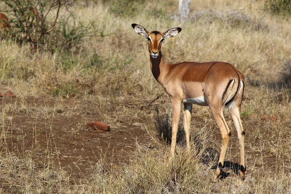 Schwarzfersenantilope Impala Aepyceros Melampus —  Fotos de Stock