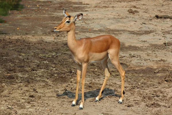 Schwarzfersenantilope Impala Aepyceros Melampus — Stok fotoğraf