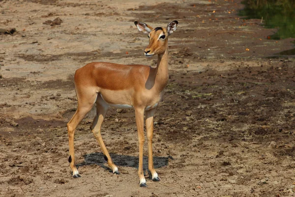 Schwarzfersenantilope Impala Aepyceros Melampus — Stock fotografie