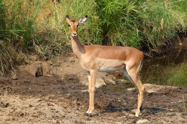 Schwarzfersenantilope Impala Aepyceros Melampus — 图库照片