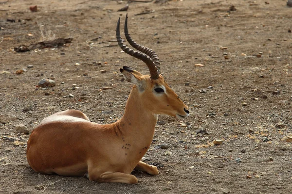 Schwarzfersenantilope Impala Aepyceros Melampus — стокове фото