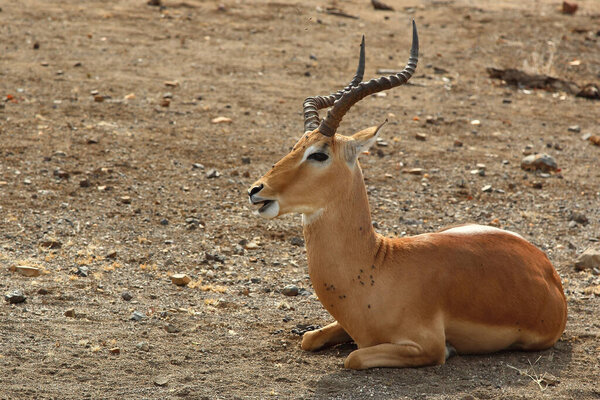 Schwarzfersenantilope / Impala / Aepyceros melampus
