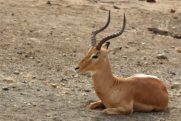 Schwarzfersenantilope Impala Aepyceros Melampus — Stock fotografie