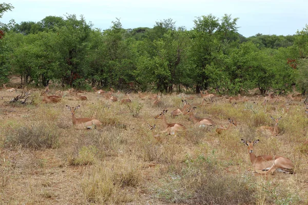 Schwarzfersenantilope Impala Aepyceros Melampus — 스톡 사진