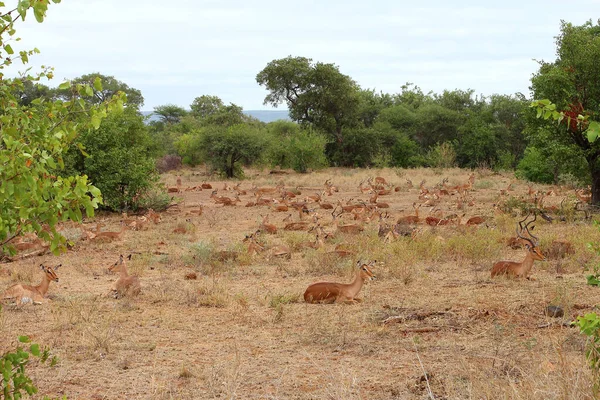 Schwarzfersenantilope Impala Aepyceros Melampus — Stockfoto