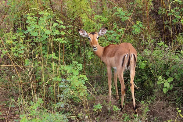 Schwarzfersenantilope Impala Aepyceros Melampus — Stok fotoğraf