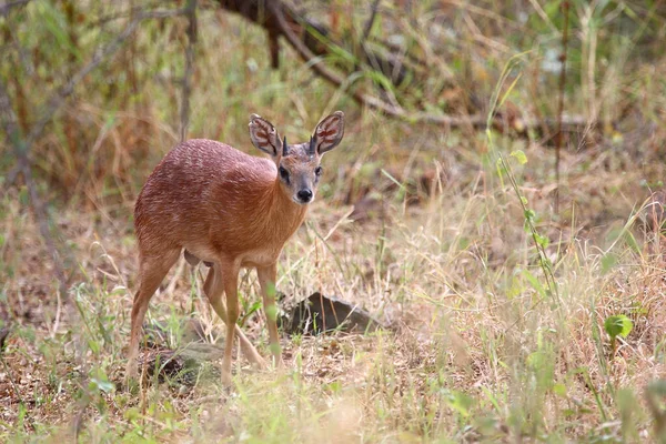 Sharpe Greisbock Sharpe Grysbok Raphicerus Sharpei — Photo