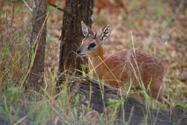 Sharpe Greisbock Sharpe Grysbok Raphicerus Sharpei — 图库照片