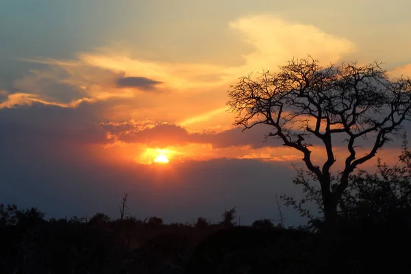 Sonnenaufgang Krueger Park Suedafrika Sunrise Kruger Park Dél Afrika — Stock Fotó