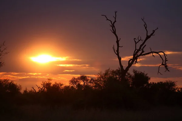 Sonnenuntergang Krueger Park Suedafrika Sundown Kruger Park Sudáfrica —  Fotos de Stock