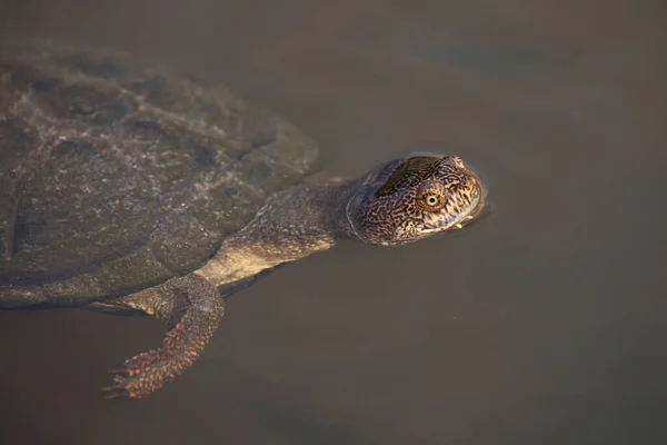 Starrbrust Pelomeduse Marsh Helmeted Turtle Pelomedusa Subrufa — ストック写真