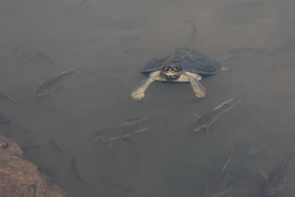 Starrbrust Pelomeduse Marsh Helmeted Turtle Pelomedusa Subrufa — Stock Photo, Image