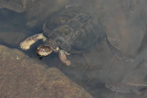 Starrbrust Pelomeduse Marsh Helmeted Turtle Pelomedusa Subrufa — ストック写真